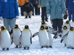 ペンギンの散歩